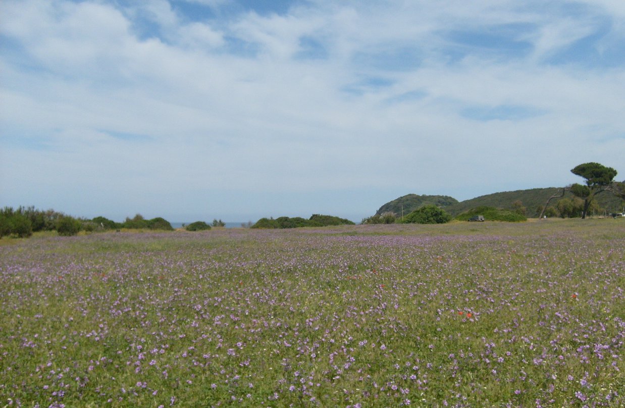 Il prato di Baratti.JPG